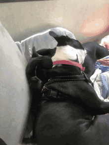 a black and white dog wearing a pink collar is laying on a bed