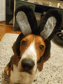 a beagle wearing bunny ears looks at the camera