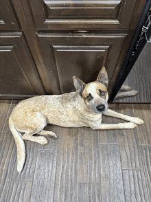 a dog laying on a wooden floor next to a door