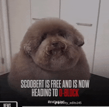 a dog with the words scobert is free and is now heading to u-block on the bottom