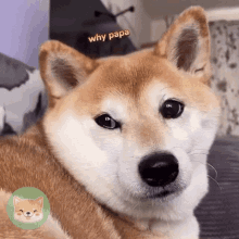 a shiba inu dog is laying down on a couch and looking at the camera with a caption that says why papa .