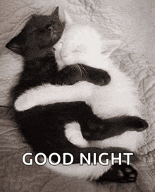 a black and white photo of two cats hugging each other with the words good night below them .