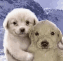 two puppies are hugging each other in front of a snowy mountain .