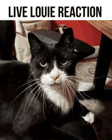 a black and white cat sits under a sign that says " live louie reaction "