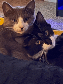 two cats are laying on top of each other on a bed