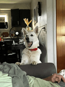 a white dog with a red collar is sitting on a couch in front of a fan