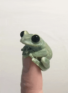 a small frog with black eyes is sitting on a person 's finger .