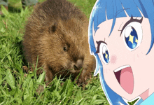 a cartoon girl with blue hair is standing next to a beaver in the grass