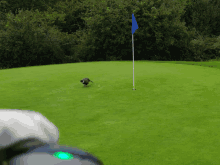 a green golf course with a blue flag on the right