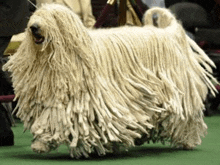 a white dog with a very long wooly coat is standing on a green floor .