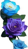 three purple and blue roses with green leaves