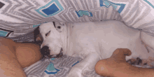 a dog is sleeping under a blanket with a blue and white pattern