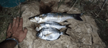 three fish are laying on a rock and a person 's hand is measuring them