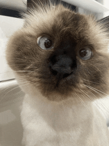 a close up of a cat with a black nose