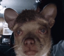 a close up of a dog with a cat 's head on its head