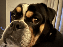 a close up of a dog 's face with the word boxer on its nose