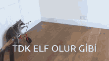 a raccoon riding a tricycle with the words tdk elf olur gibi