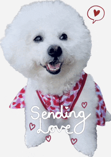 a small white dog wearing a valentine 's day outfit with the words sending love written on it