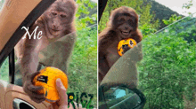 a monkey is reaching out of a car window and holding an orange ..