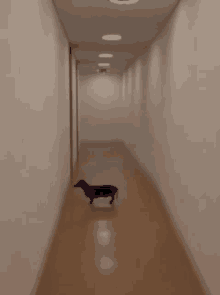 a dachshund is walking down a hallway with a white wall