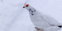 a white bird with red eyes is standing in the snow with daily.awebo written in the background