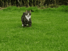 a gray and white cat standing in the grass