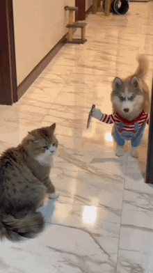 a cat and a dog are standing next to each other in a hallway .