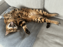 a cat laying on its back on a couch with its tongue hanging out