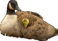 a duck with a yellow duckling on its back is laying down