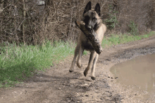 a dog is running down a dirt road carrying a large stick