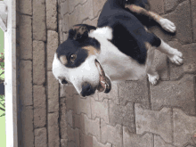 a black and white dog with its mouth open