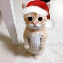 a cat wearing a santa hat is standing on its hind legs .