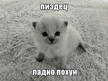 a small white kitten is sitting on a carpet with a caption in a foreign language