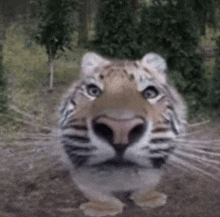 a close up of a tiger 's face in the woods