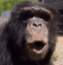 a close up of a chimpanzee with his mouth open .