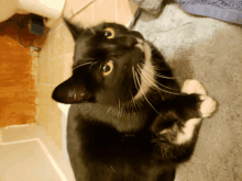 a black and white cat is laying on a rug