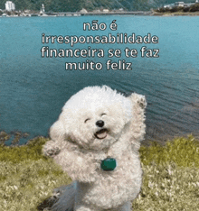 a small white dog standing in front of a body of water with a caption in portuguese