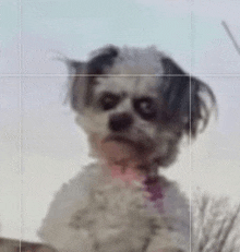 a small white dog with black eyes and a pink collar is standing in front of a blue sky .