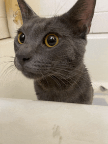 a close up of a cat 's face with a bottle of shampoo in the background