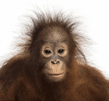 a close up of a baby orangutan looking at the camera with a white background