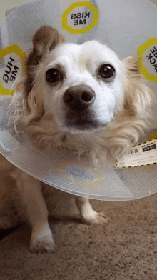 a dog wearing a cone that says we kizz