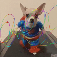 a dog dressed in a superman costume is running on a treadmill