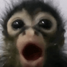 a close up of a monkey with its mouth open and a surprised look on its face .