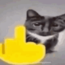 a cat is giving a middle finger next to a yellow hand .