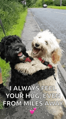 two dogs hugging each other with the caption " i always feel your hug "