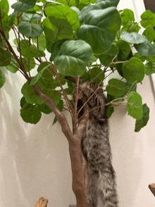 a cat climbs up a tree with lots of leaves