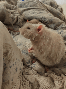 a rat is laying on a bed with a blanket on it