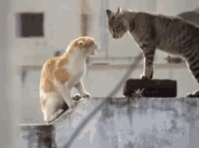 two cats are standing next to each other on a ledge and looking at each other .