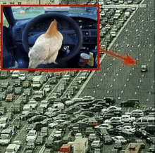 a chicken is sitting in the driver 's seat of a car surrounded by cars .