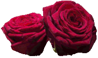 two red roses on a white background with a white border